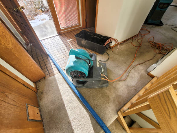 Best Basement water damage restoration  in Bald Kno, AR
